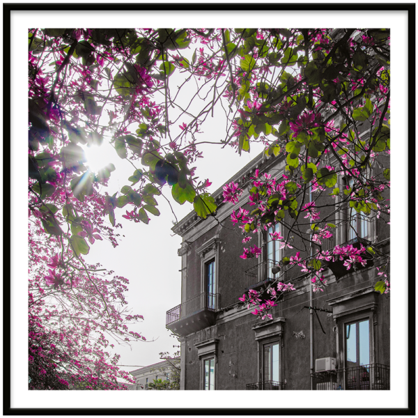 PINK FLOWERS